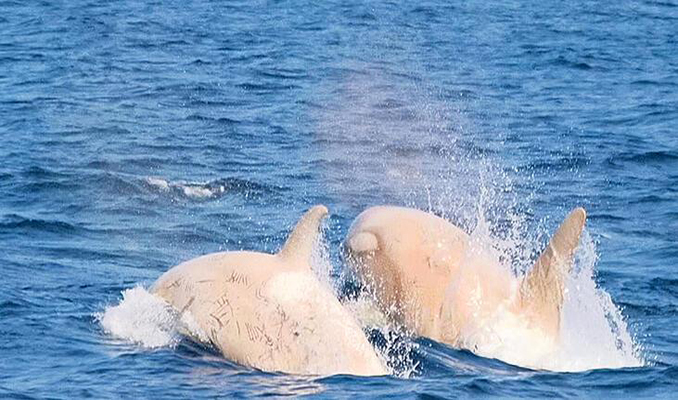 İlk kez iki beyaz katil balina görüldü