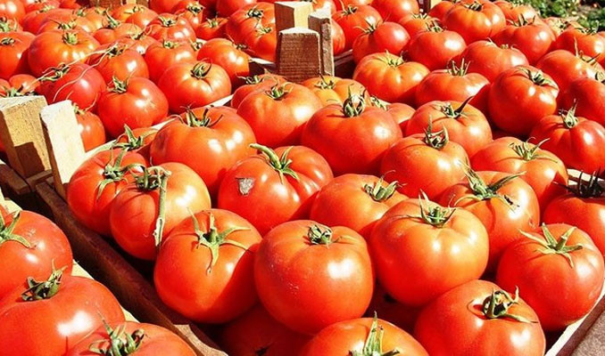 Türkiye'nin domates ihracatı ilk yarıda yüzde 12 arttı