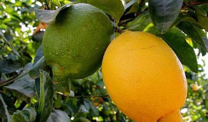 Limon ihracatı 7 ayda yüzde 59 arttı
