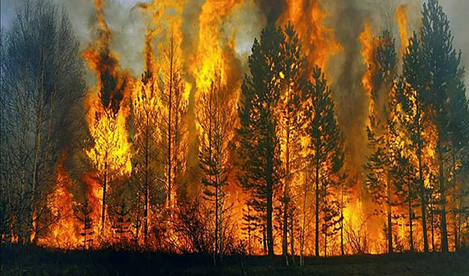 Üzerine yanan ağaç düşen orman görevlisi hastaneye kaldırıldı