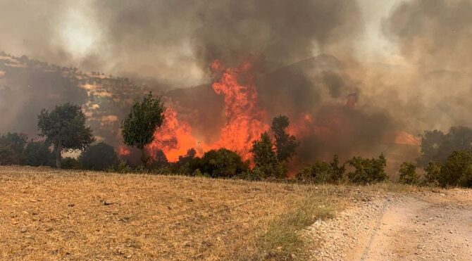 Muğla'da çıkan orman yangınları kontrol altına alındı