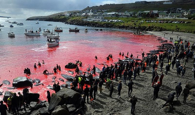 Faroe Adaları'nda kanlı av: 1400'den fazla yunus bir gecede katledildi
