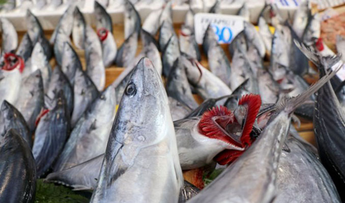 Uzmanlar uyarmaya başladı: Esmer etli balıklara dikkat