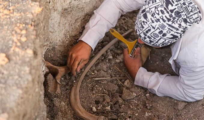 Kahramanmaraş'ta bulunan fil fosilleri incelemeye alındı!