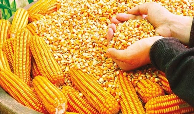 26 ülkeye 'cin mısırı' ihracatı