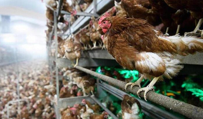 Hollanda'da kuş gribi paniği! 216 bin tavuk itlaf edilecek.