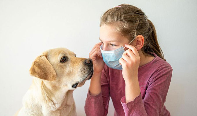ABD'de köpekler korona virüs tespiti için eğitildi
