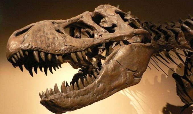 150 milyon yıllık dinozor iskeleti açık artırmayla satılacak 