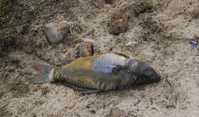 Bolu'da barajda toplu balık ölümü