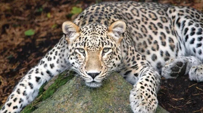 Hindistan'da leopar kız çocuğunu öldürdü