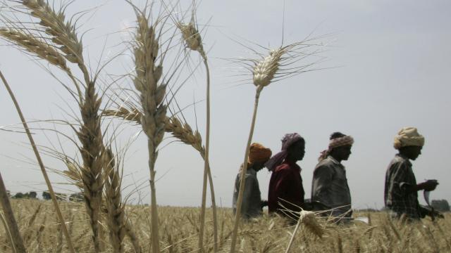 HRW: Ukrayna-Rusya savaşı Orta Doğu'da gıda krizini tetikliyor