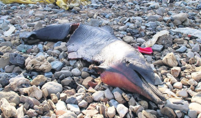 Karadeniz'de toplu yunus ölümleri yaşanıyor