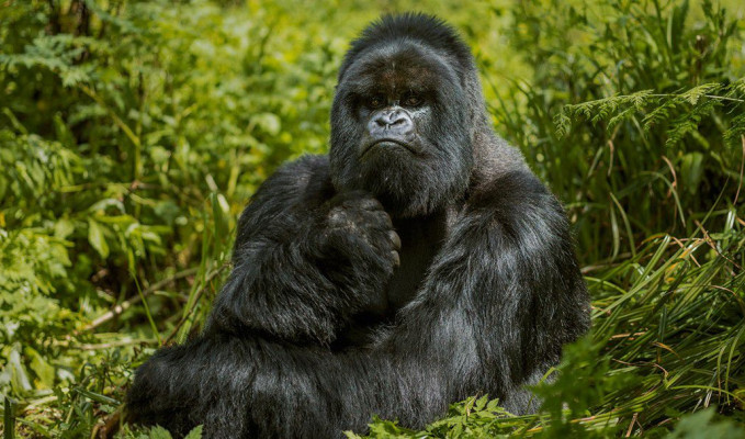 Dağ gorillerini korumak için 255 milyon dolarlık bütçe 