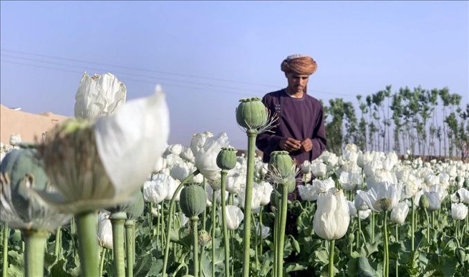 Taliban haşhaş üretimini yasakladı