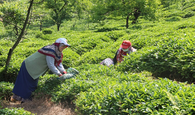 Çay ihracatından 8,2 milyon dolar gelir sağlandı