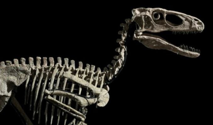 Deinonychus antirrhopus’un iskeleti 12.4 milyon dolara satıldı