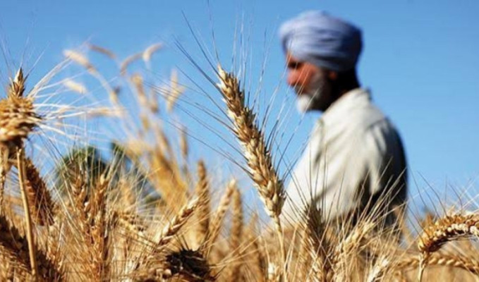 Mısır, Hindistan'ın buğday ihracatı yasağından muafiyet istiyor