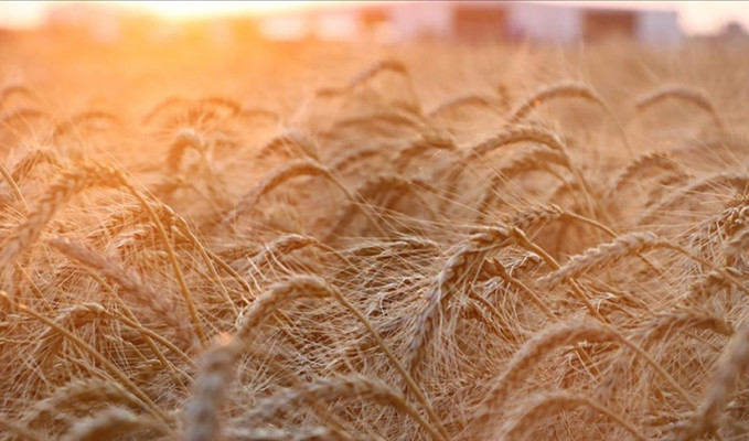 Ukrayna tahıl ihracatını artırmaya çalışıyor
