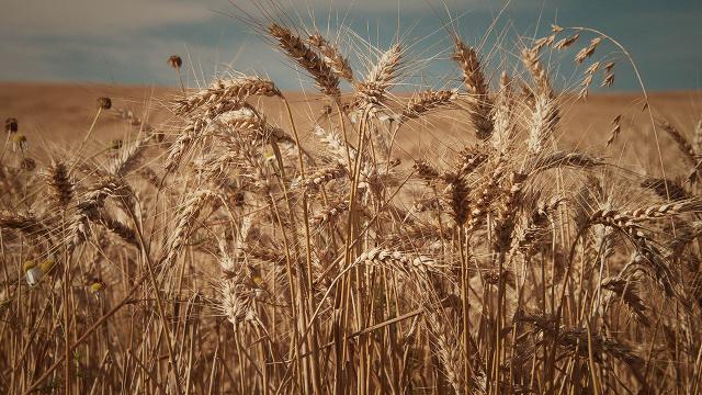 Rusya'dan tahıl krizinin çözümü için yaptırımları kaldırın önerisi