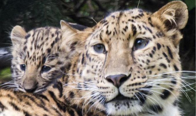 Dünyada nesli tükeniyordu: İki Amur leoparı doğdu