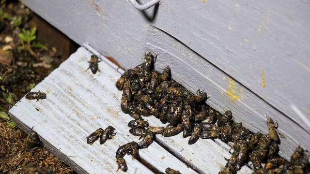 Şiddetli yağmur dereleri taşırdı, 100 kovan arı telef oldu