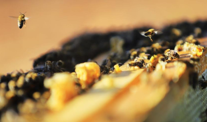 Avustralya'da salgın yüzünen binlerce arı öldürülecek