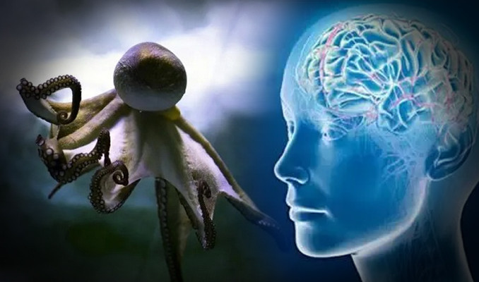 Ahtapot zekasının sırrı: İnsan beyniyle benzerlik var!