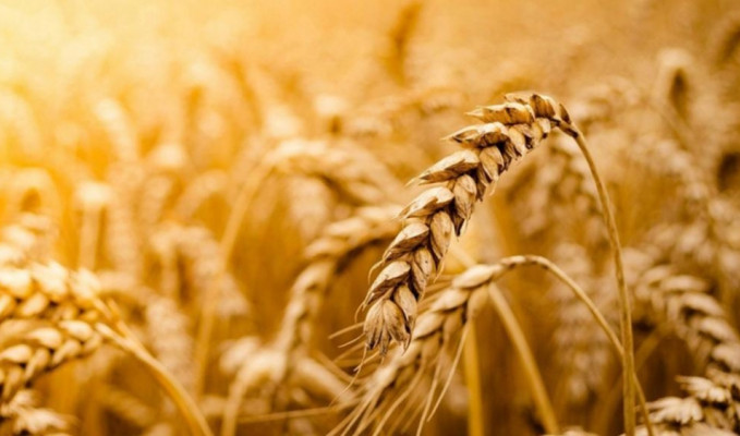 Rusya, buğday ihracatına uygulanan vergiyi yükseltiyor
