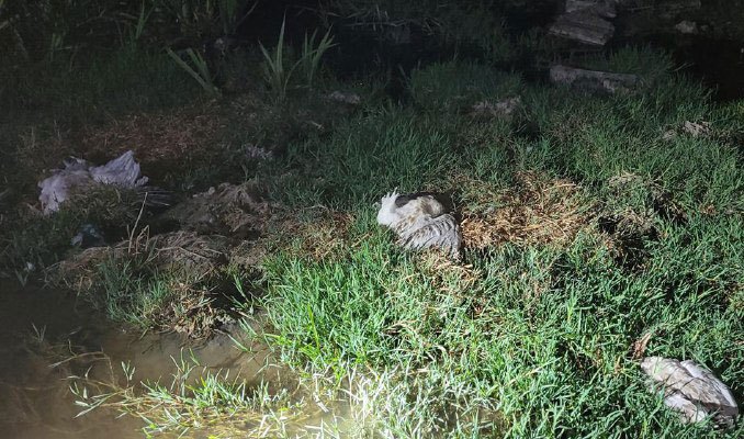 Konya'daki Düden Göleti'nde toplu martı ölümleri görüldü