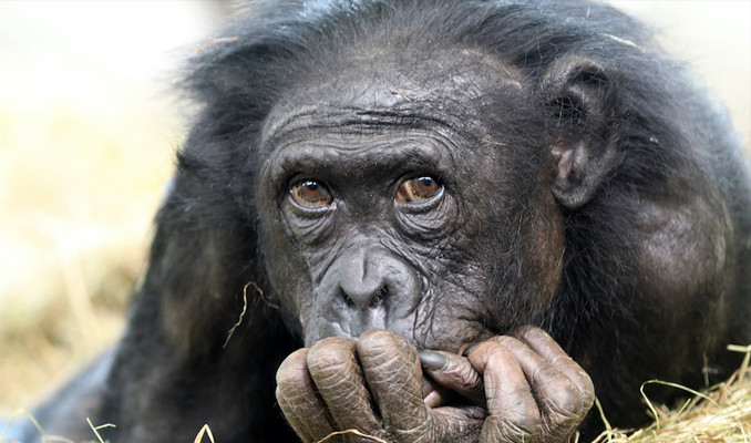 Uganda'da şempanzeler kadın ve çocukları öldürüyor