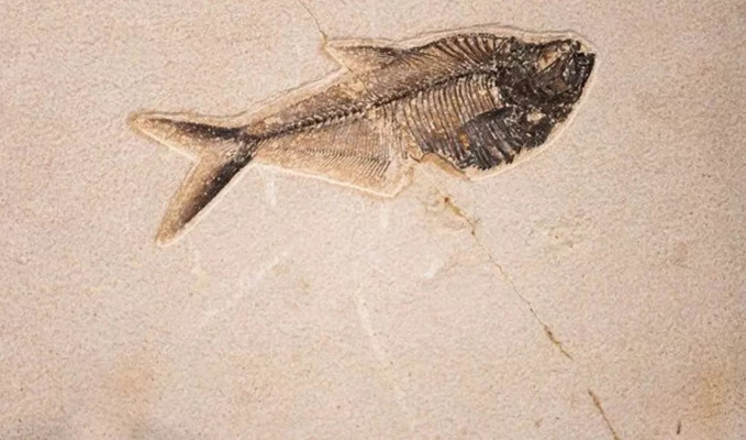 İngiltere'de 183 milyon yıllık balık fosili bulundu!