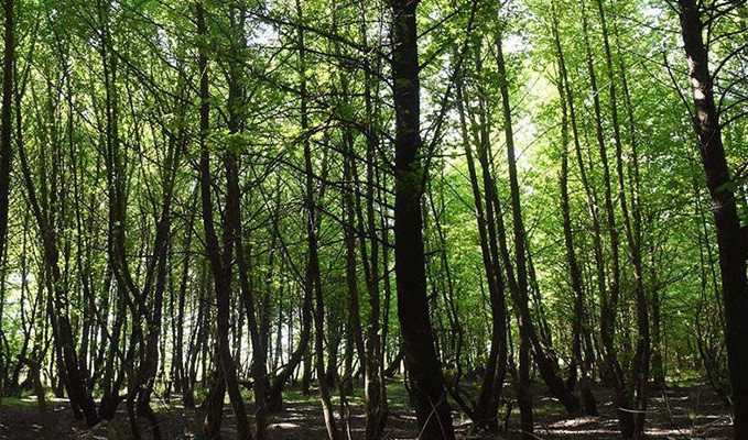 İstanbul'da ormanlara giriş yasağı