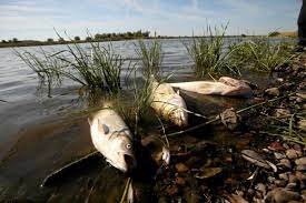 10 ton balığın öldüğü “ekolojik felaket” için harekete geçildi