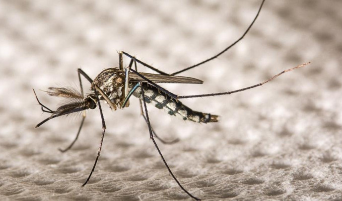 'Aedes' sivrisineğinde alerjik tehlike