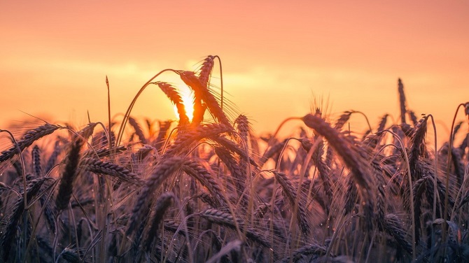 Küresel buğday ithalatında artış sürüyor
