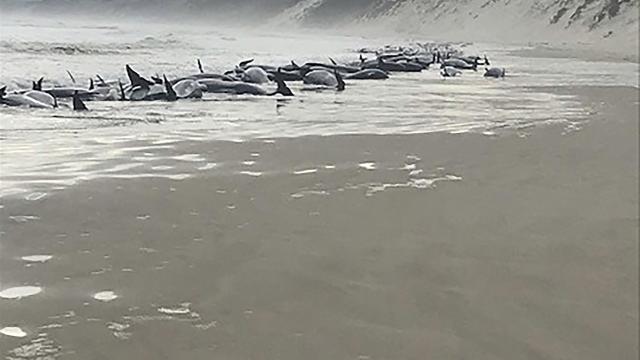 Avustralya'da 230 balina karaya vurdu