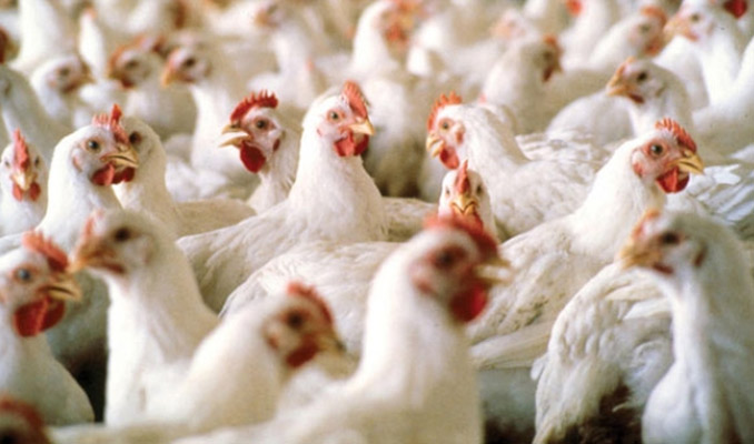 Fransa'da enerji krizi yerli tavuk yetiştiriciliğini vurdu
