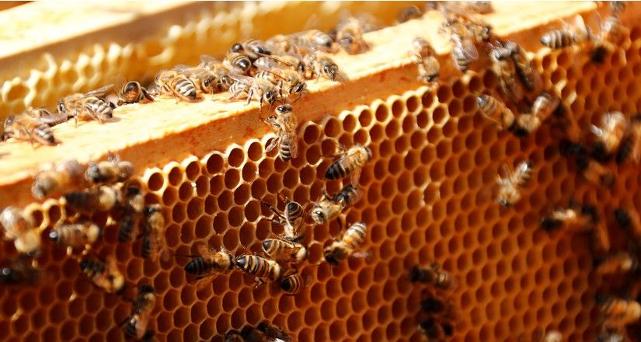 Kuraklığa çözüm: Arıları donduracaklar