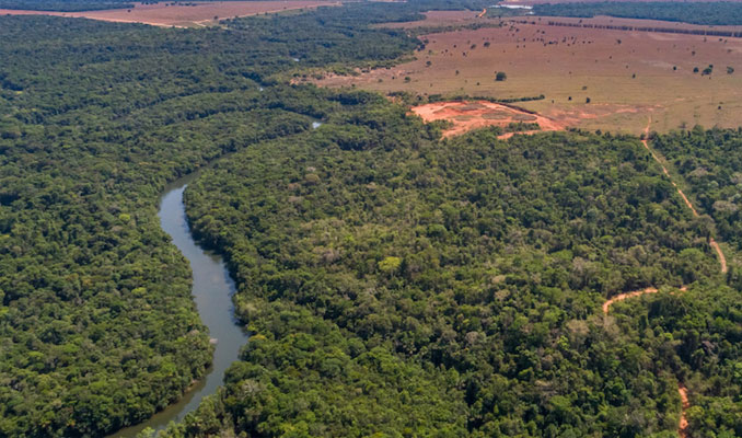 Brezilya Amazonları hızla ormansızlaştırılıyor
