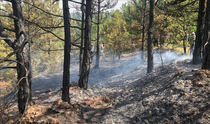 Bilecik'te orman yangını 3 saatte kontrol altına alındı