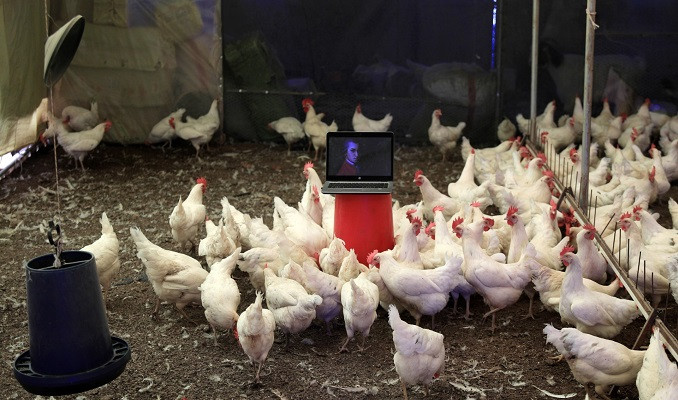 İlginç iddia: Tavuk gıdaklamaları tercüme edildi