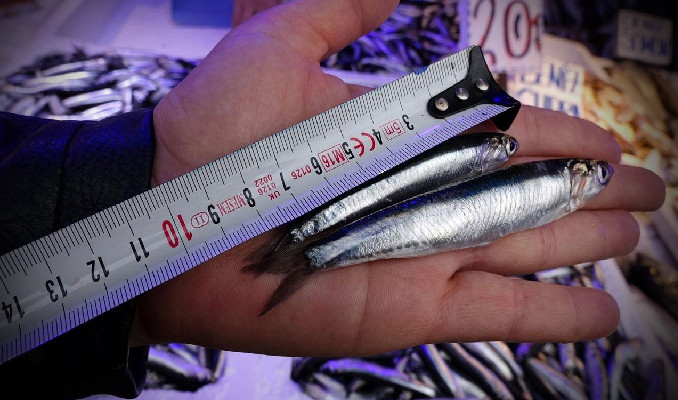 Karadeniz’de 'aşırı avcılık’ tehlikesi: Hamsi boyu küçüldü!