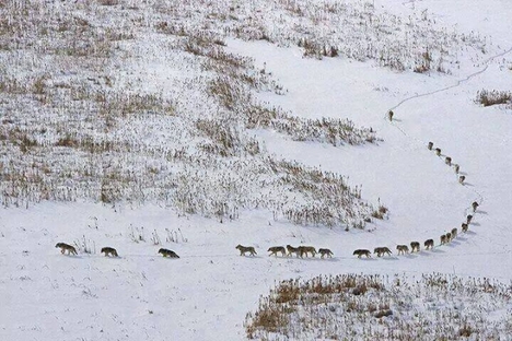 Ardahan'da kurt sürüsü merkeze indi