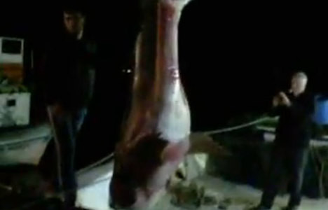Şarköy'de dev köpekbalığı yakalandı