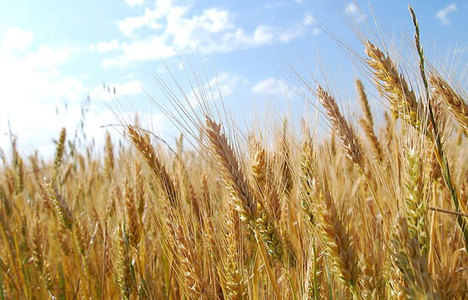 Azerbaycan buğday ve unun KDV'sini kaldırdı