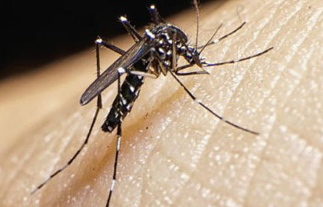 Çin'de Zika virüsü vakası